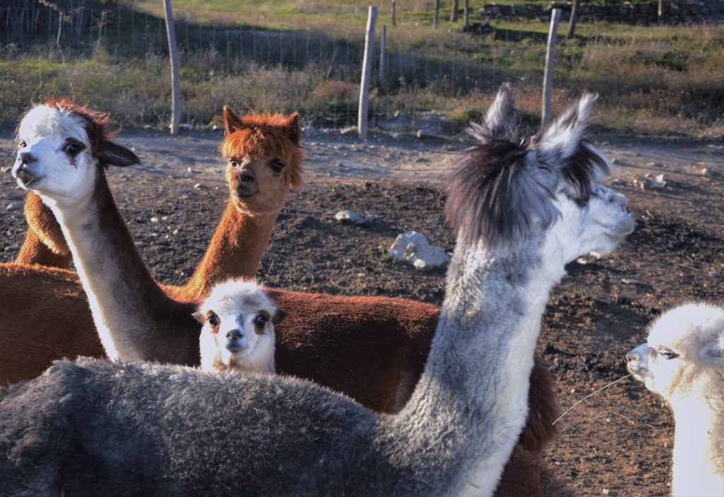 4alpaca