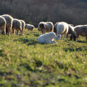 adulti-e-pecore-al-pascolo