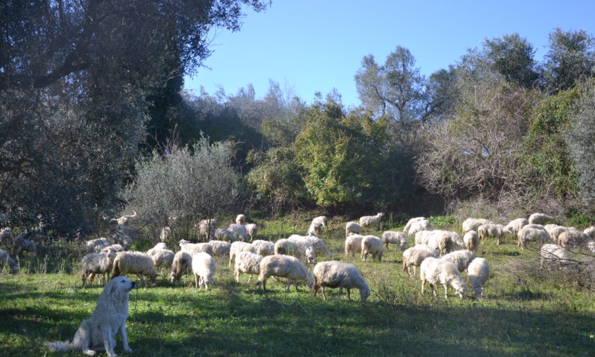 adulto-al-pascolo