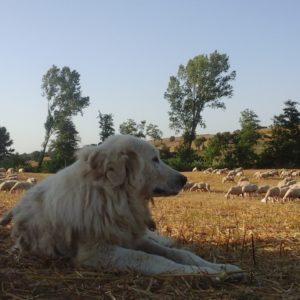 adulto-sorveglianza-al-pascolo