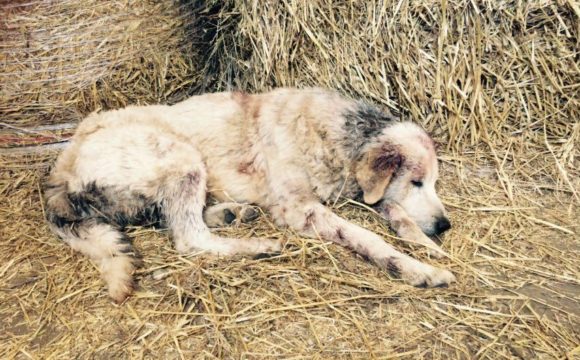 cane-ferito-dopo-scontro-con-predatore