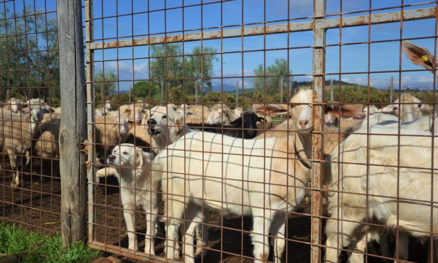 cani-e-pecore-e-recinto