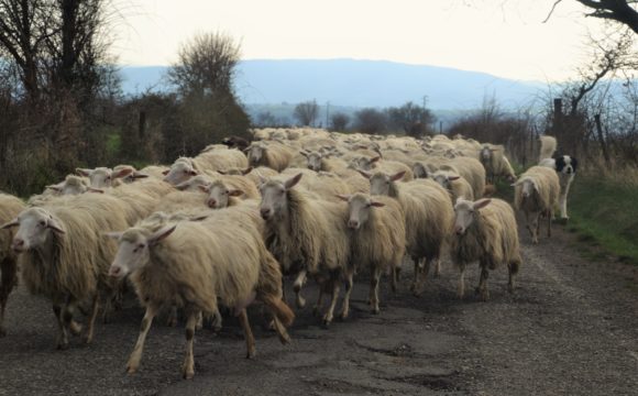 cani-e-pecore-su-strada