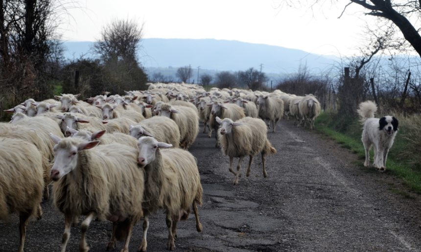 cani-e-pecore-su-strada_2