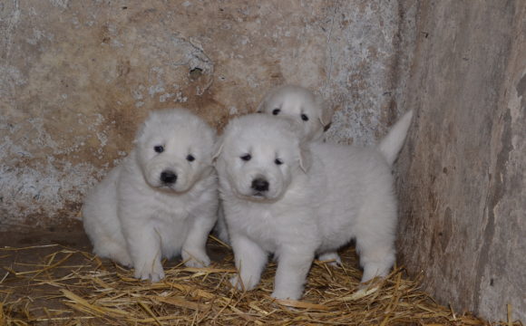 cuccioli