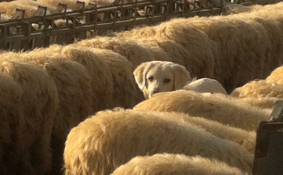 inserimento-in-gregge-di-adulte-con-gia-cani-adulti-in-azienda