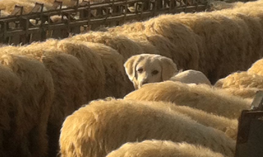 inserimento-in-gregge-di-adulte-con-gia-cani-adulti-in-azienda