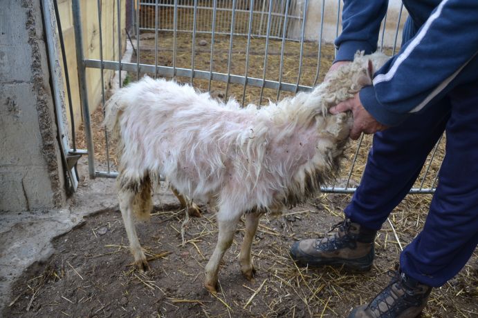 Lesioni superficiali causate da cuccioli troppo "giocosi"