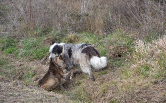 Predazione su capriolo