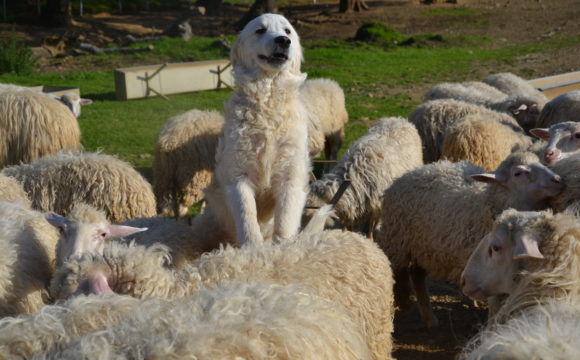 prima-foto