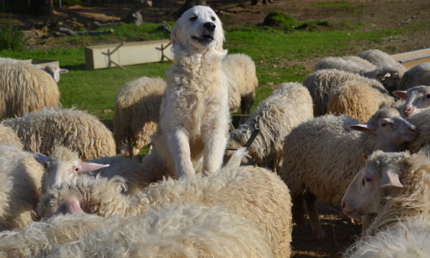 prima-foto