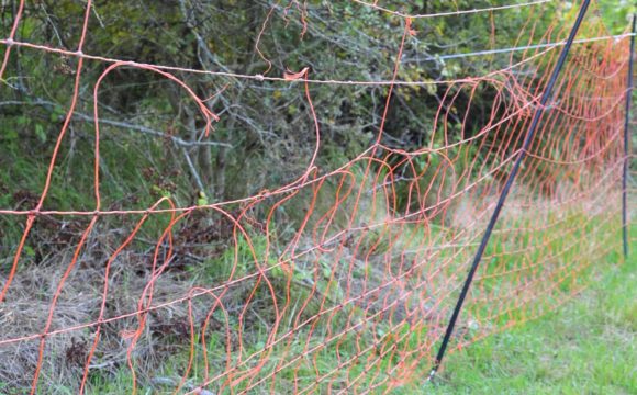 Strappi causati da ungulati