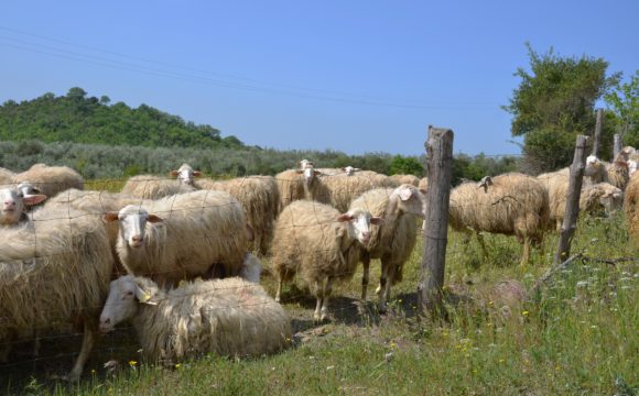 18-recinzione-di-contenimento-1