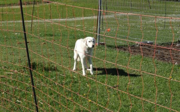Corridoio lascio per i cani da protezione.