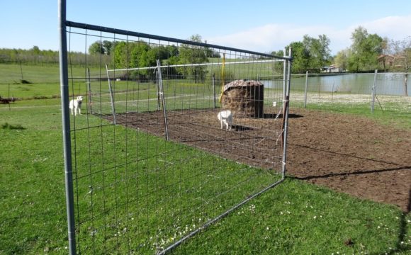 Recinzione metallica mobile con cani da protezione