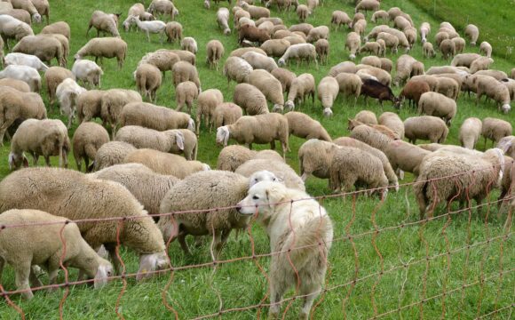 Pascolo con recinzione elettrificata mobile e cane da protezione