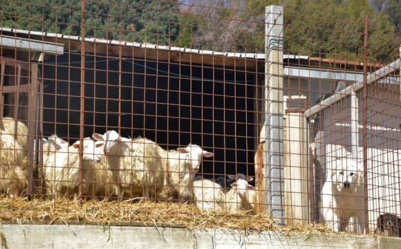 Recinzione metallica fissa con cane da protezione