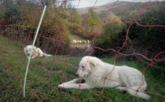 Cani da protezione e recinzione elettrificata mobile