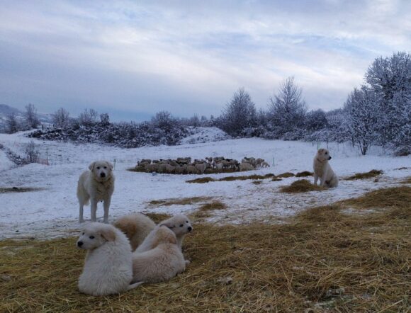 Doppia recinzione con moduli elettrificati mobili.