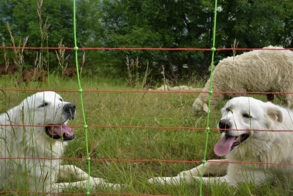 FOTO 12_Recinzione elettrificata mobile con rinforzo in plastica verticale_sito protezione_bestiame